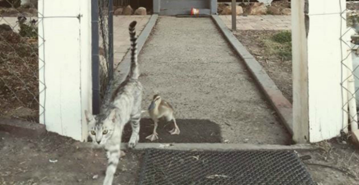 duckling raised with cat