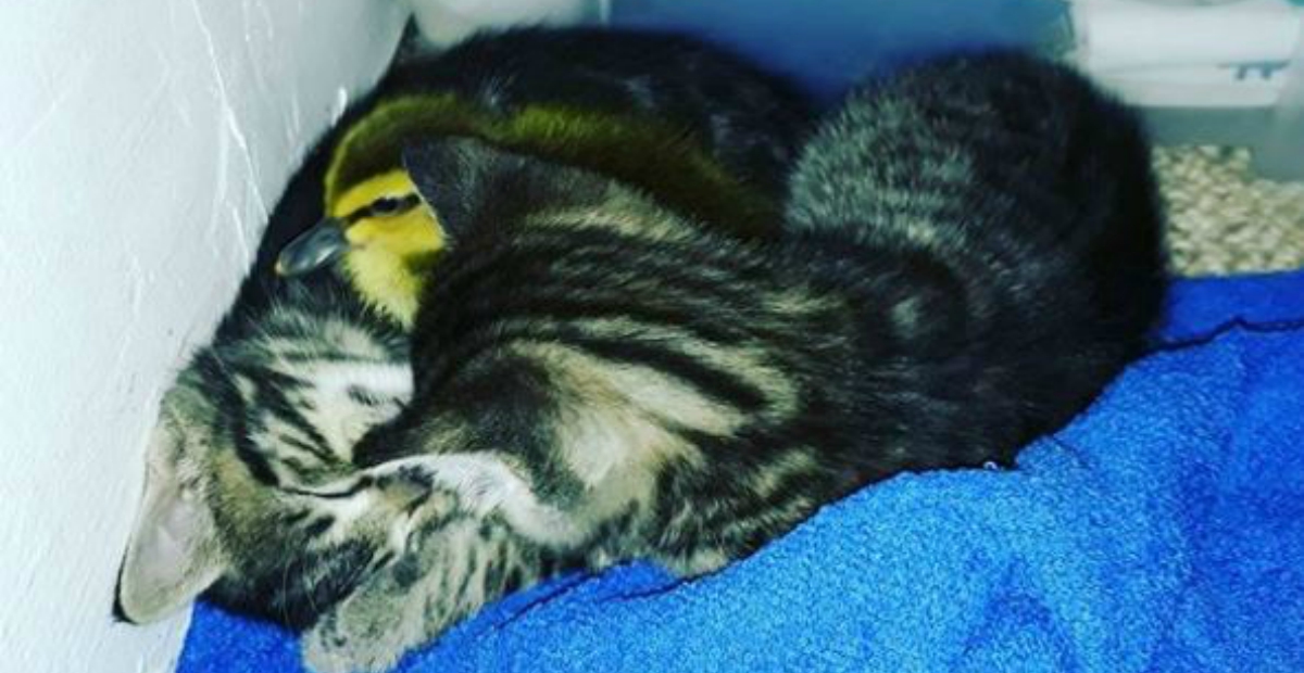 duckling raised with cat