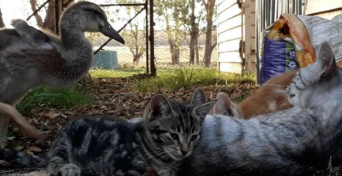 duckling raised with cat