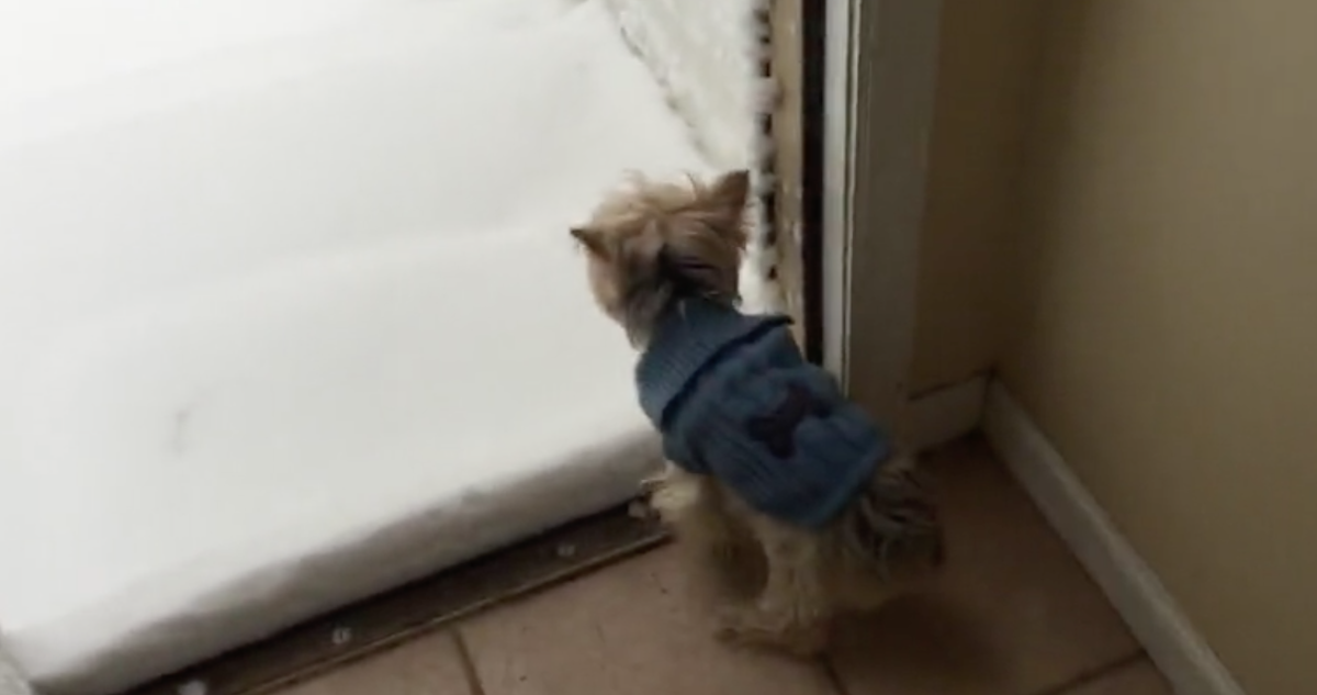 yorkie