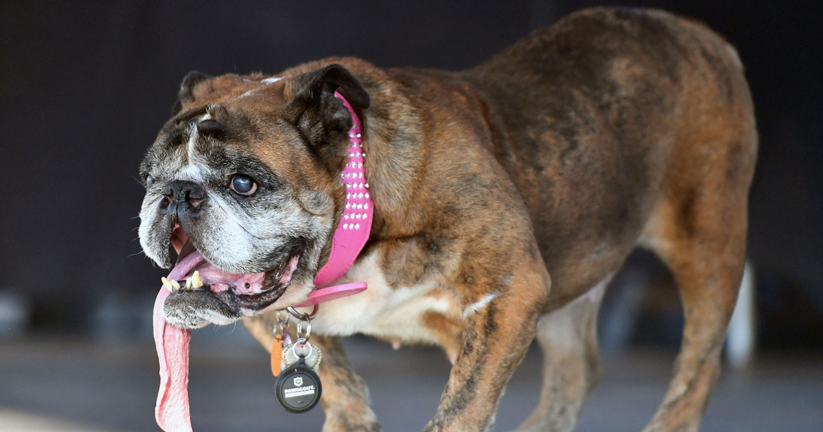 Meet English Bulldog Zsa Zsa, the ‘World’s Ugliest Dog’