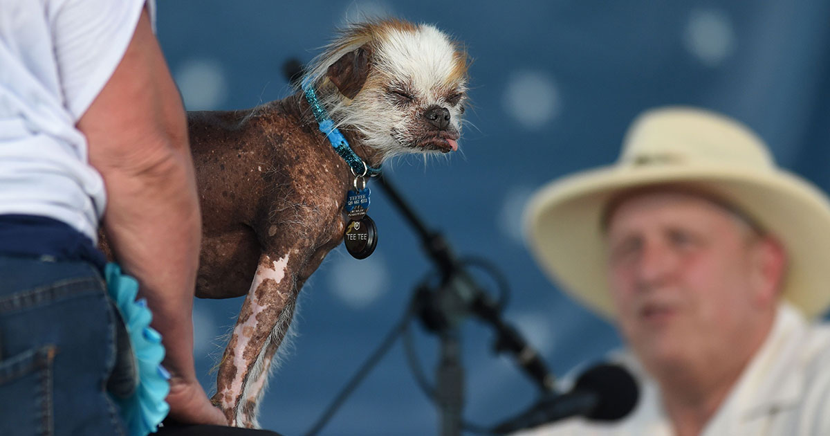 world's ugliest dog