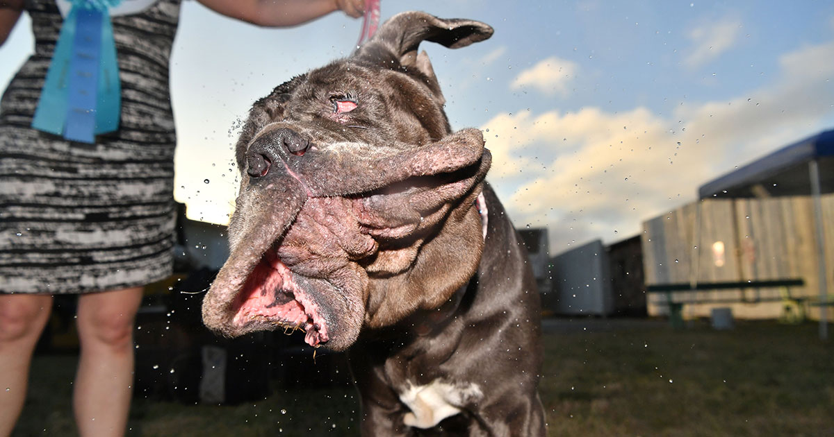 world's ugliest dog
