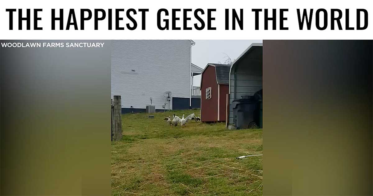SEE IT: These Are the Happiest Geese You Will Ever See