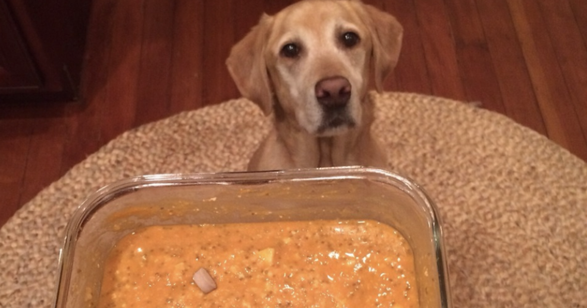 Veterinarian Schools Dog Owner After She Posts Pic of Vegan, Meatless Dinner for ‘Excited’ Pup