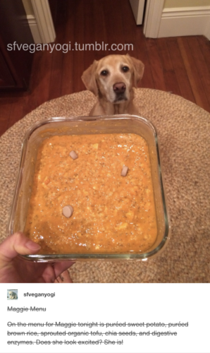 vegan dog owner