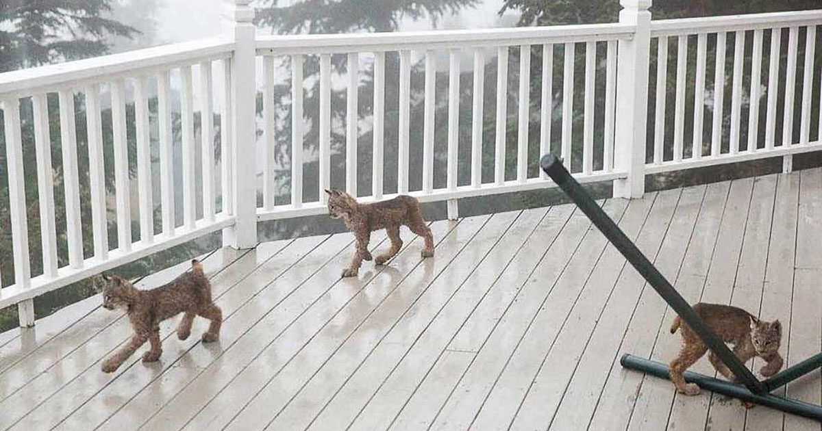 You’ll Never Guess What Wild Animal This Man Found on His Deck