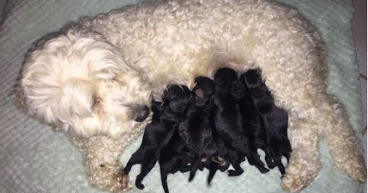 Woman Asks for Puppy Paternity Test After Dog Gives Birth to Inexplicable Litter