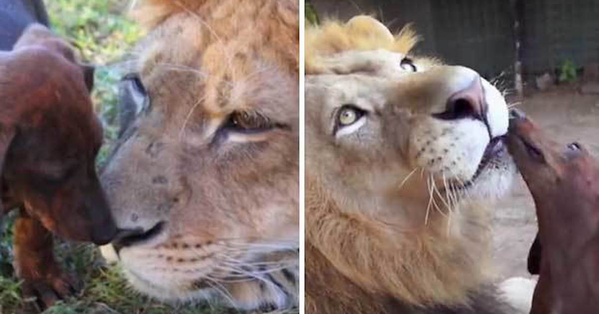 Lion and Wiener Dog Have Grown Up Together and Their Friendship Will Warm Your Heart