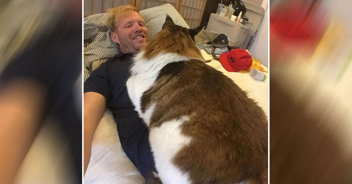 4-Foot-Long Maine Coon Is the Largest Cat in New York City