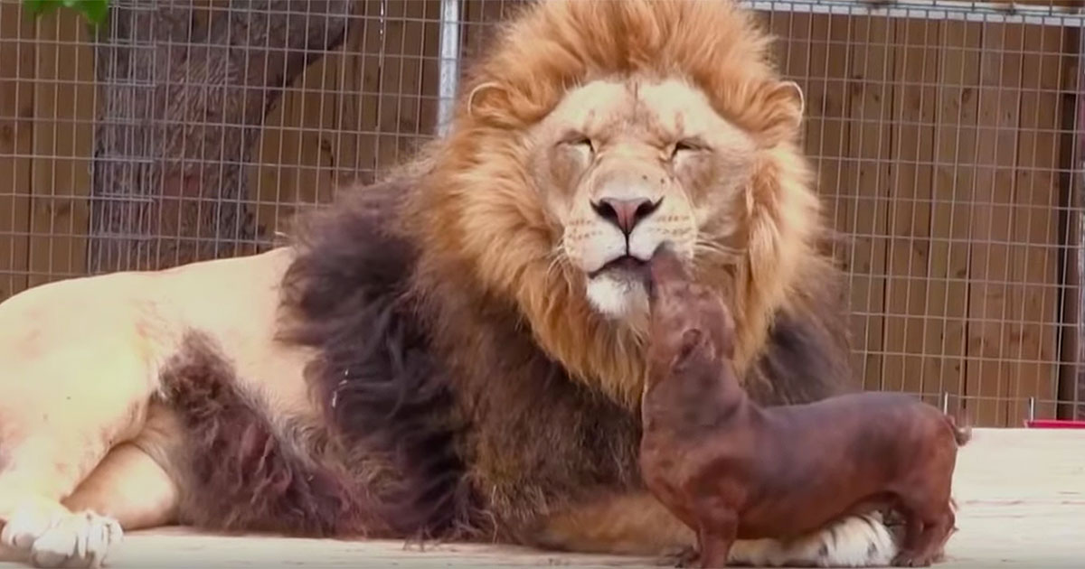 lion and wiener dog