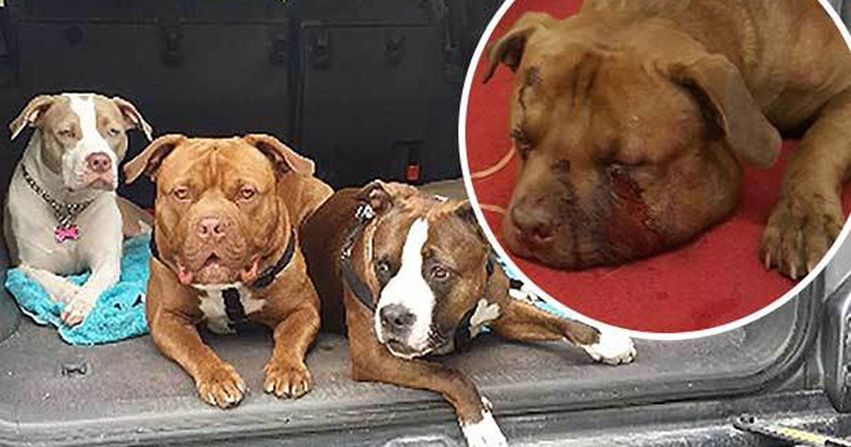 Hero Dog Saves Woman, Four Other Dogs From Deadly Rattlesnake
