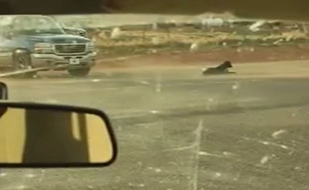 dog alone in a storm