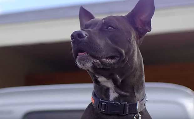 Trapped Dog Rescue