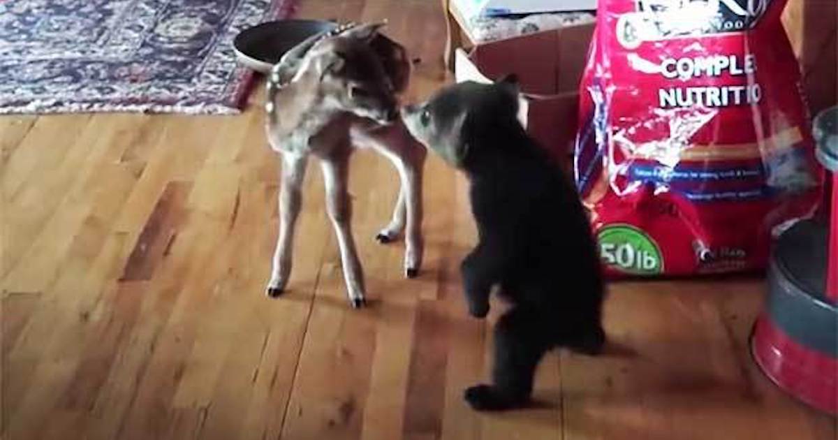 SEE IT: Cub, Baby Deer Get to Know Each Other in Adorable Video