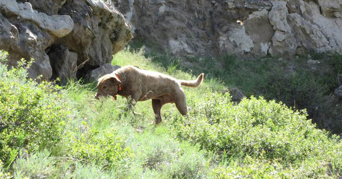 Former Drug-Sniffing Retriever Now Sniffs Out Jaguars, Mountain Lions in Conservation Efforts