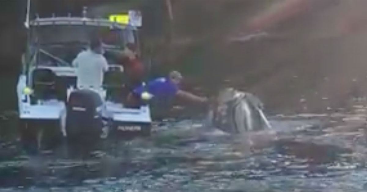 WATCH: Fishermen Pull Tangled Fishing Line From Humpback Whale’s Mouth