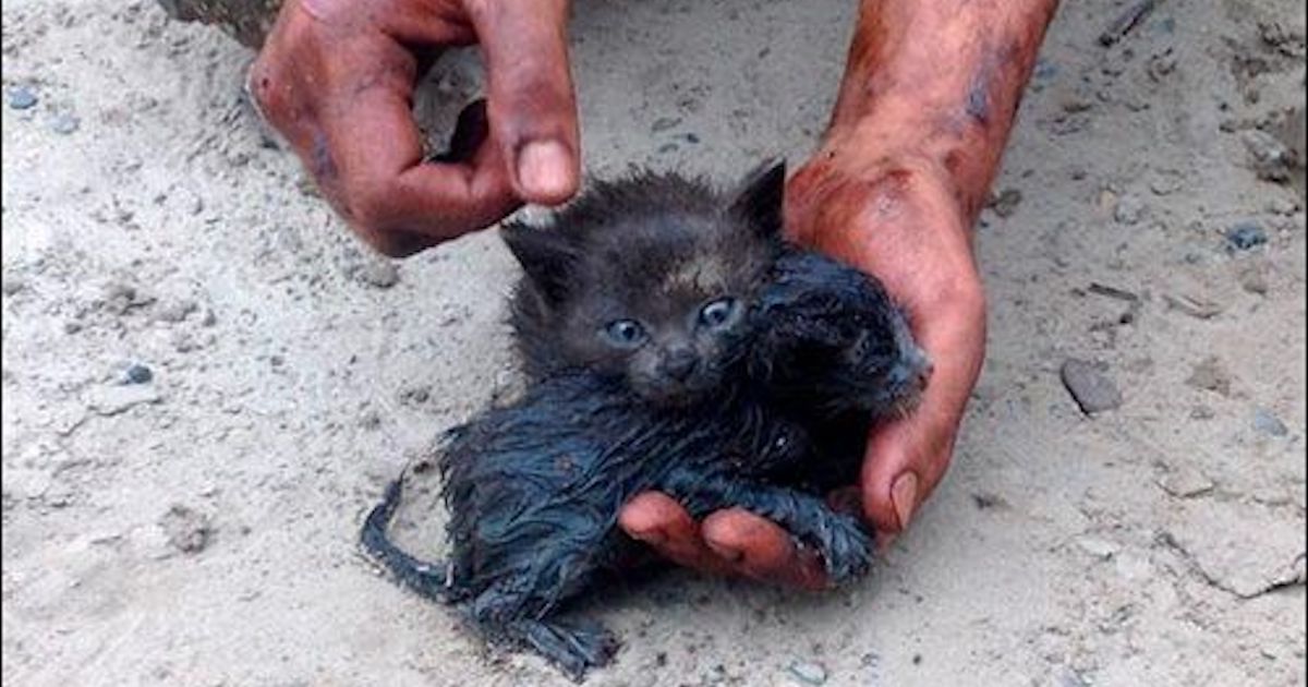 Heroic Man Braves Oil Spill to Rescue Two Trapped Kittens