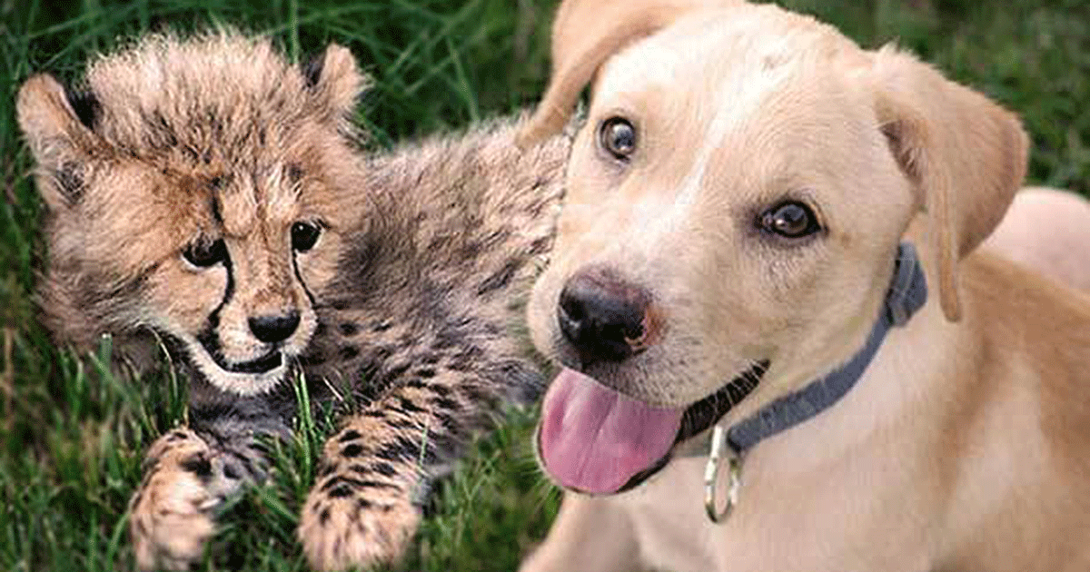 SEE IT: Puppy, Cheetah Cub Form Special Bond at Richmond Zoo
