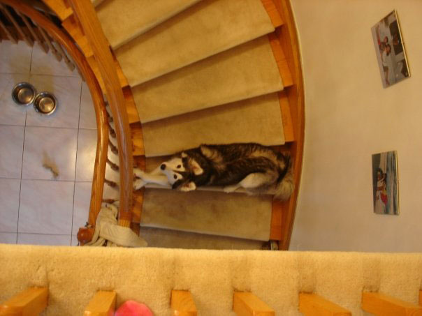 husky raised by cats