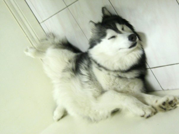 husky raised by cats