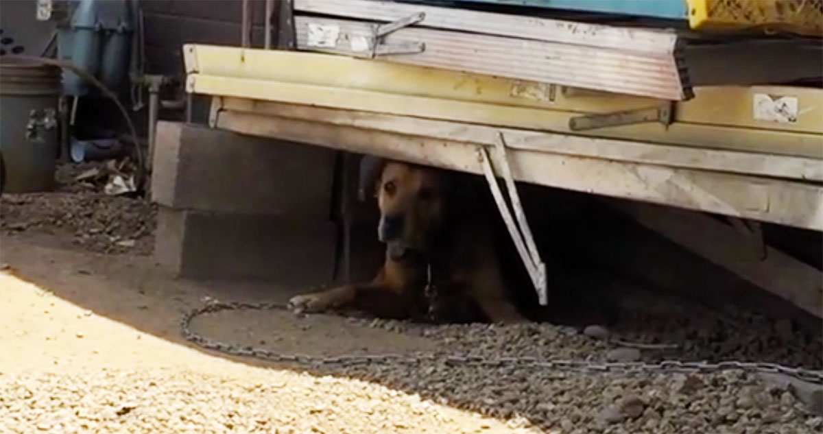 Mistreated Dog Goes From Life of Cruelty to Life of Love After Man Saves Him