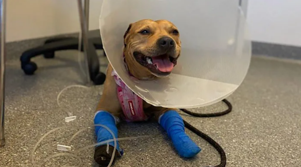 hero dog
