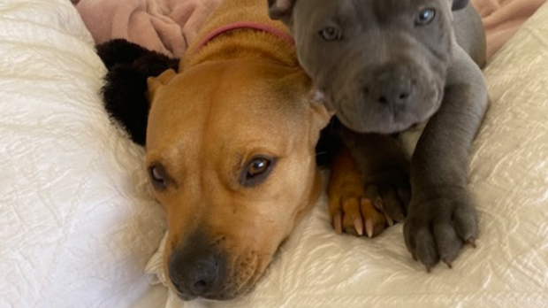 Tonka and Millie