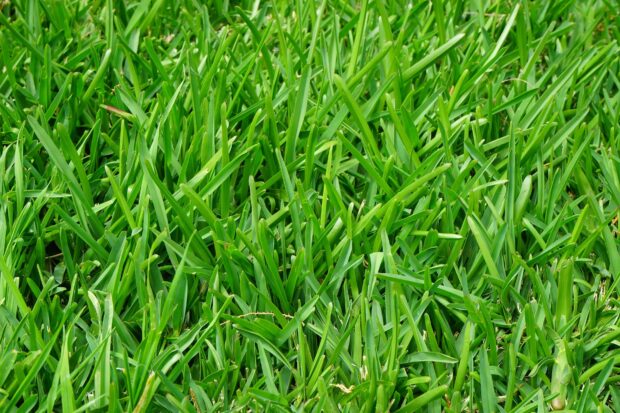 grassy