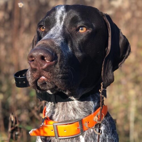 conservation dog