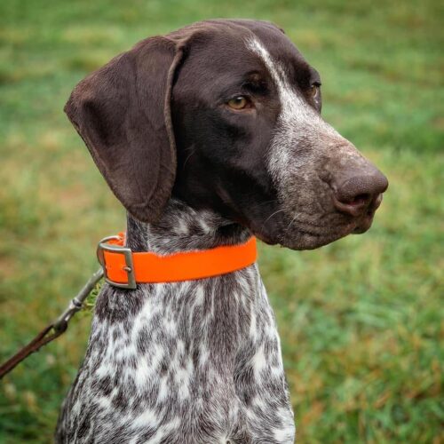 conservation dog