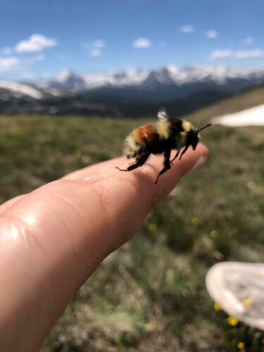 bee conservation
