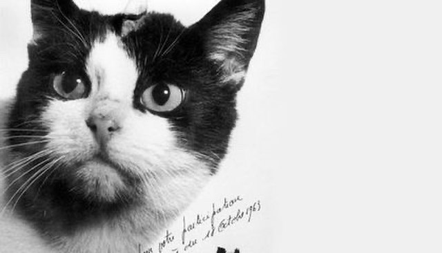 This is the Story of the First Cat Who Went to Space