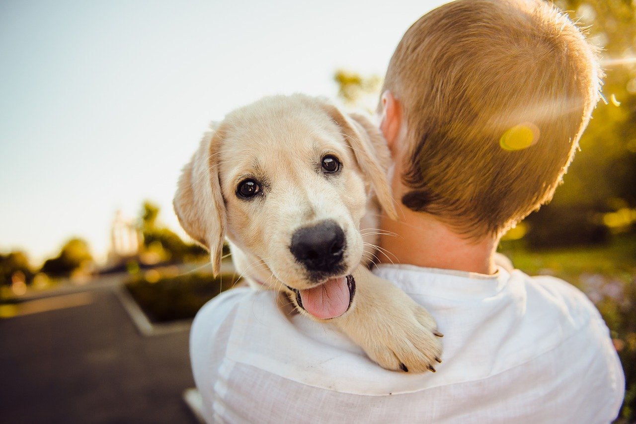 Nine Top Tips for Training Your New Puppy