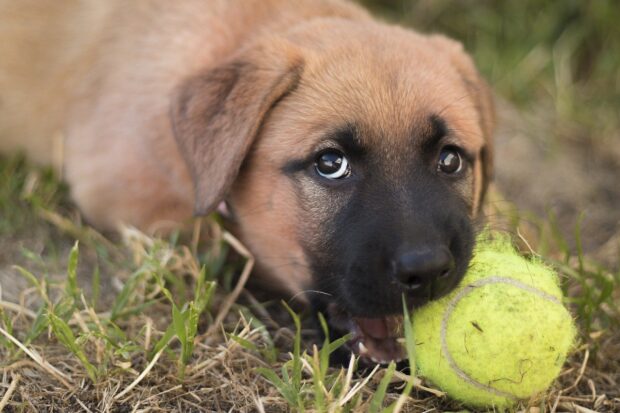 puppy training tips