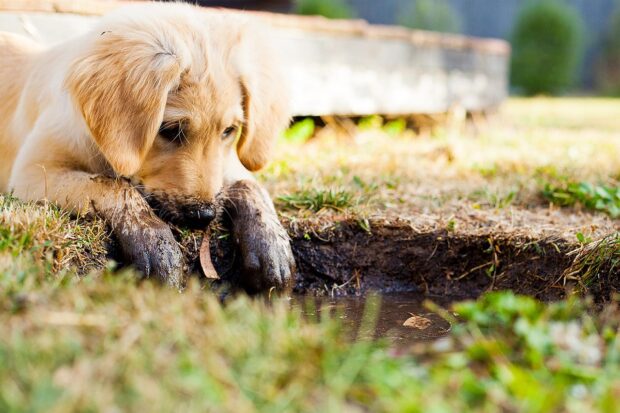 puppy training tips