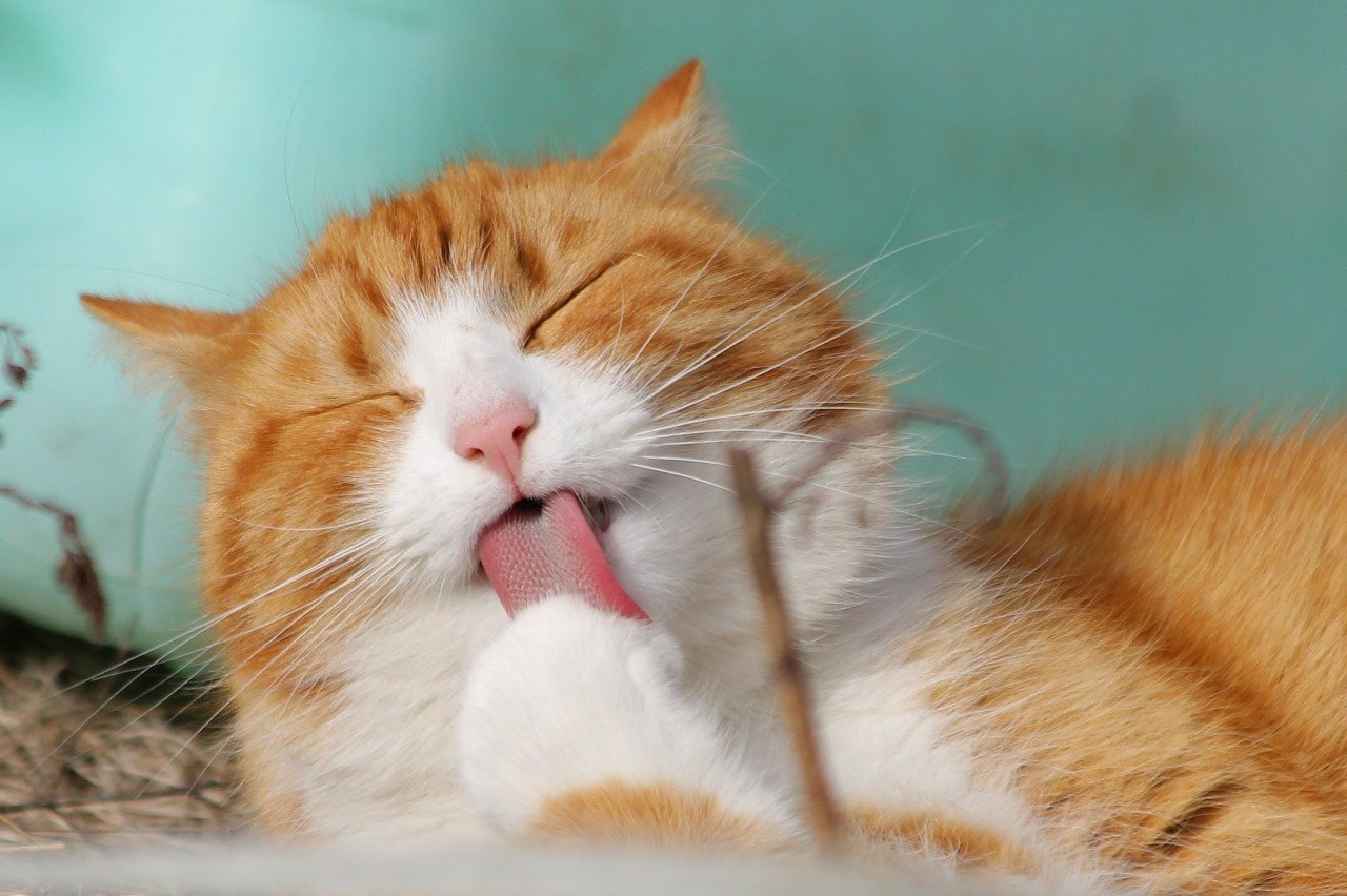 Nine Tips For Bringing Your New Cat Home