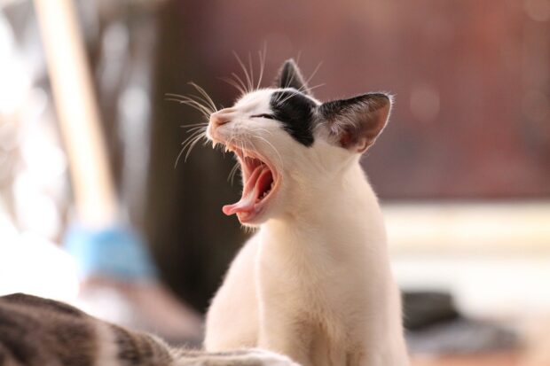 new cat tips