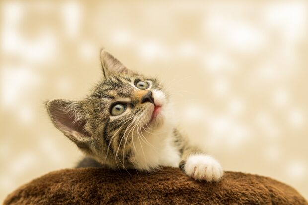 new cat tips