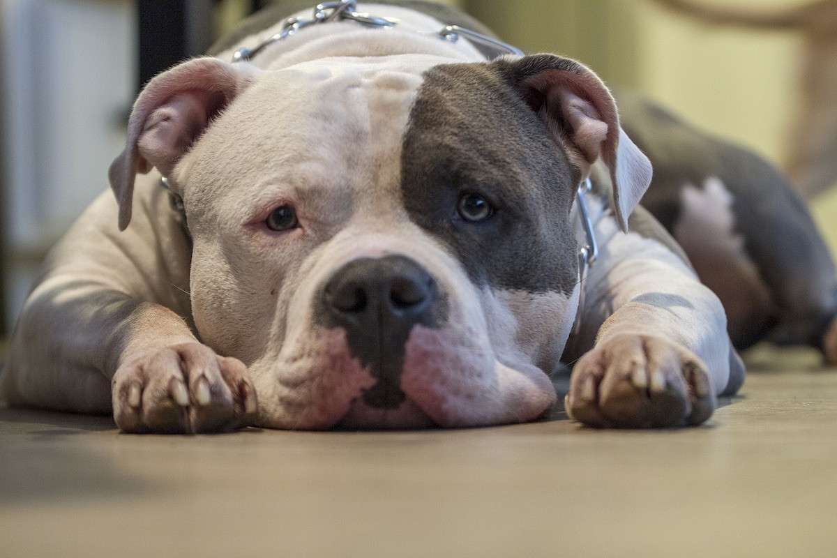 Best Dog Breeds to Adopt Based on Your Living Situation and Lifestyle