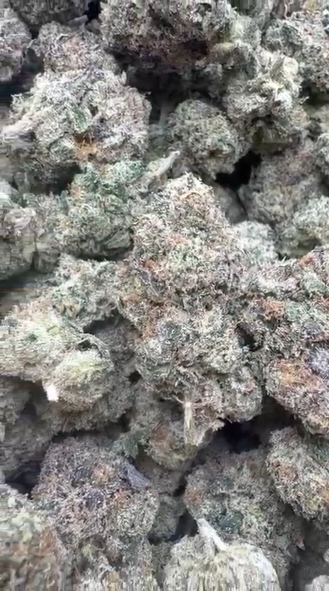 Blue Runtz Indoor - Bulk - Hybrid