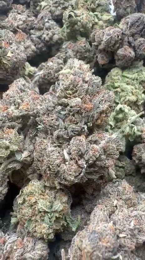 Blueberry Headband Indoor - Bulk - Hybrid