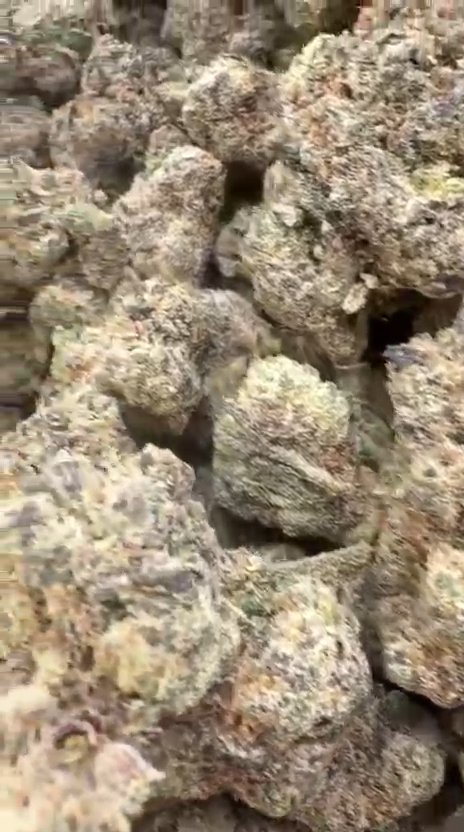 Candy Gas Indoor - Bulk - Hybrid