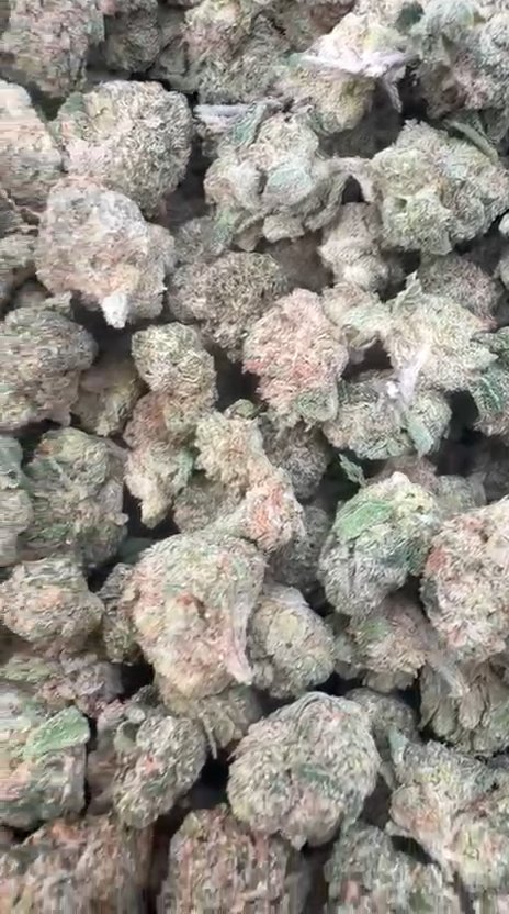 Double Dream Littles- Bulk Littles - Sativa