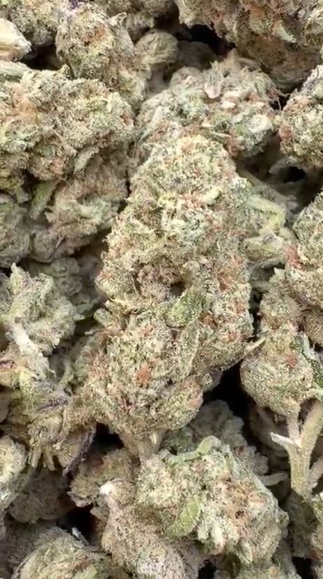 Jenny Kush - Bulk - Hybrid