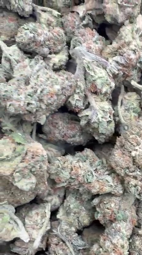 Jolly Ranchers Mediums - Bulk Mediums - Indica