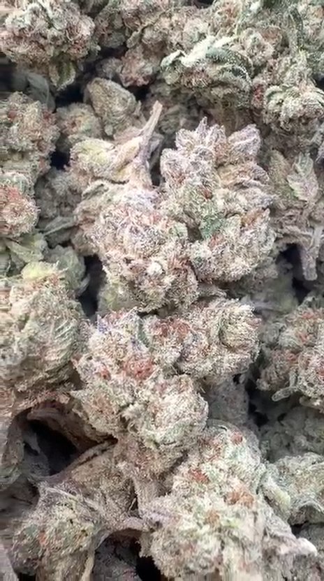 Lemon Cherry Gelato Mediums - Bulk Mediums - Hybrid