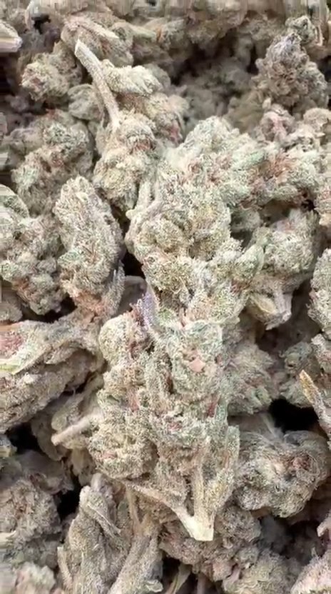 Mendo Breath Mediums - Bulk Mediums - Indica