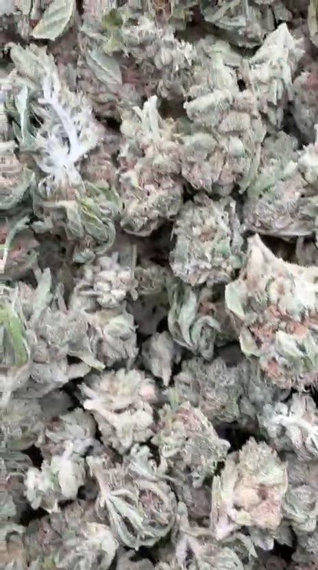 Pineapple Express Minis - Bulk Minis - Sativa