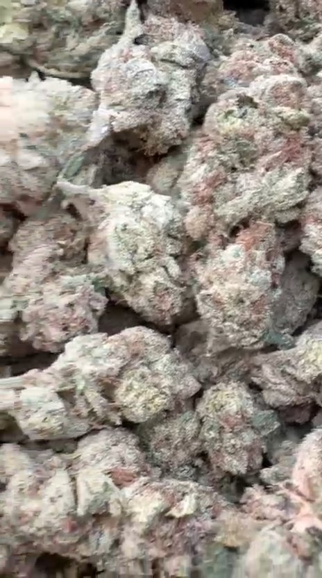 Rainbow Runtz - Bulk - Hybrid